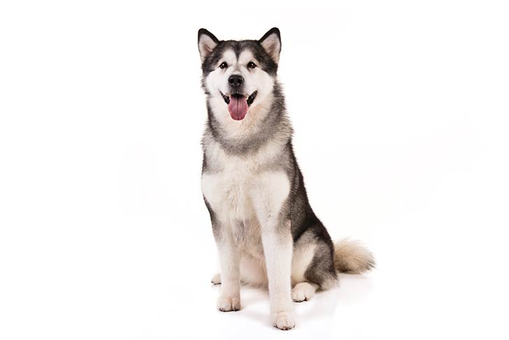 تصویر آلاسکن مالاموت (Alaskan Malamute)